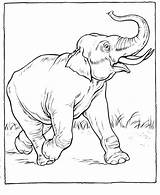 Coloring Elephant Getdrawings Republican sketch template