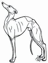 Greyhound Drawing Line Whippet Greyhounds Tattoo Galgo Lineart Drawings Dog Getdrawings Italian Clipart Clip Lurcher sketch template