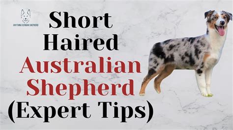 Short Haired Australian Shepherd Expert Tips Youtube