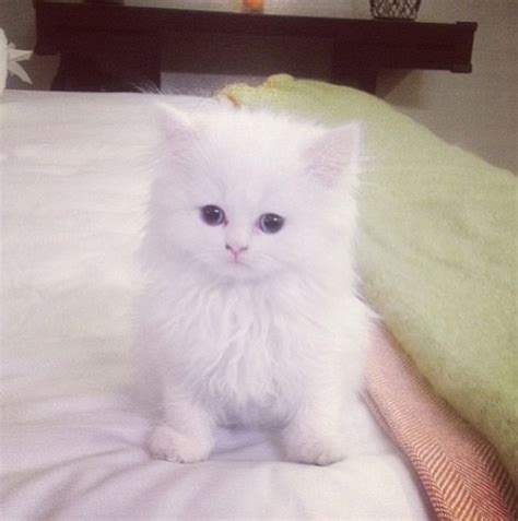white kitty teacup persian kittens kittens cutest cats