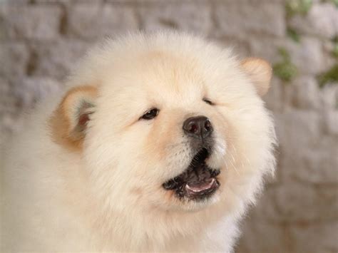 chow chow puppies  ultimate guide   dog owners  dog