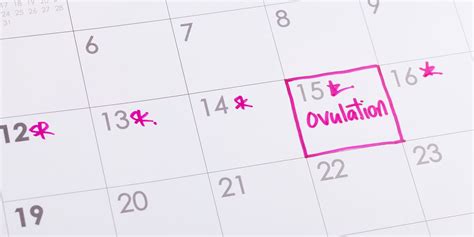When Do Women Ovulate What Is Ovulation