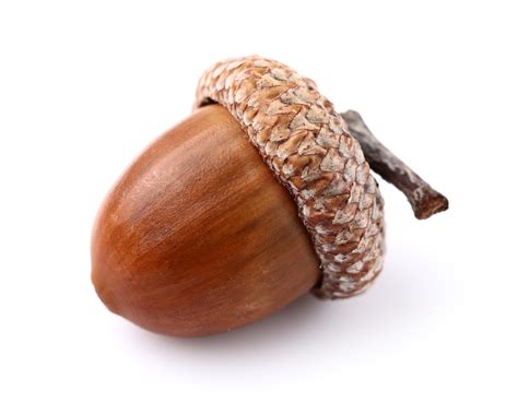 acorn definition  meaning collins english dictionary