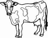Vache Mucca Mucche Colora Animali Vocabulaire Facile Lexique Megghy Vacca Kuh sketch template