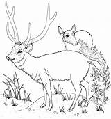 Ausmalen Reh Sambar 1084 1161 Malvorlagen Malvorlage Moose Hirsche sketch template