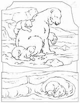 Polar Coloring Pages Arctic Animals Bear Habitat Getdrawings Getcolorings Printable Cute Color Express Colorings sketch template