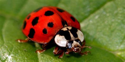 asian lady beetles difference ladybugs