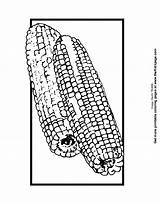 Coloring Corn Cob Pages Sheet Clipart Printable Kids Color Sheets Library Coloringhome Outline Related sketch template