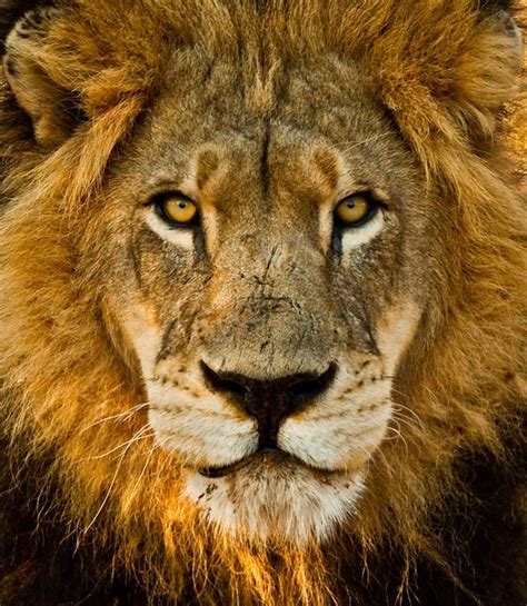 Male Lion Portraits A Gallery On Flickr