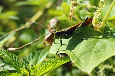 mobugs obscure birdwing grasshopper