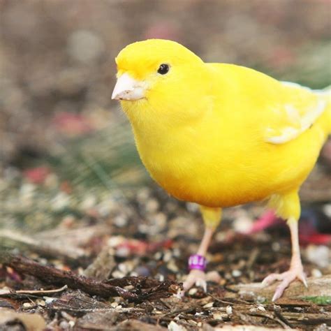 canary birds youtube