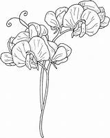 Pea Sweet Flower Coloring Pages Flowers Vine Vines Printable Clipart Drawing Gif Outline Supercoloring Tattoo Sketches Color Peas 1622 1284 sketch template