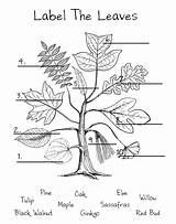 Key Identification Sassafras Dichotomous Elm Photosynthesis Alberi Homeschool Labeled Worksheeto 출처 sketch template