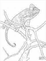 Chameleon Realistic Coloringbay Reptiles Veiled sketch template