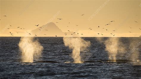 fin whales surfacing  blows  visible stock image  science photo
