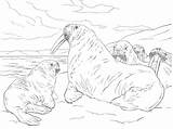 Walrus Coloring Pages Family Realistic Printable Main Categories Coloringbay Drawing Supercoloring Skip sketch template