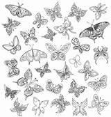 Papillons Papillon Adulte Mariposas Coloriages Dessins Gratuit Variedad Vlinders Destressant Silhouette Qvectors Motifs Tatouage Vlinder Handdrawn Sketch sketch template