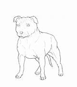 Bull Terrier Staffordshire Drawing English Lineart Deviantart Drawings Getdrawings sketch template