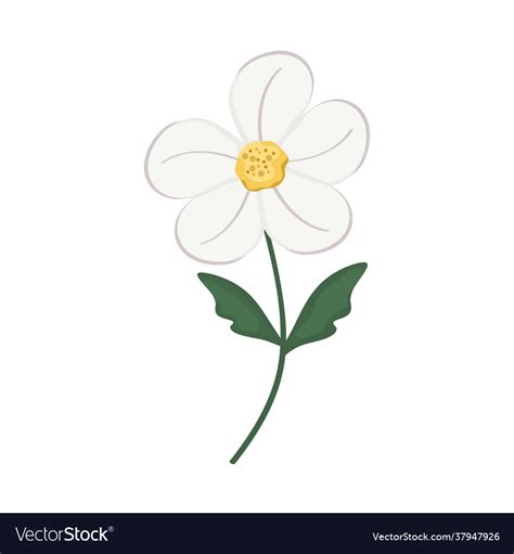 white  petal flower royalty  vector image