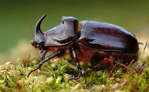 seltene schoenheit foto bild tiere wildlife insekten bilder auf