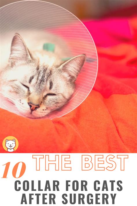 the best collar for cats after surgery kitty cats blog cats