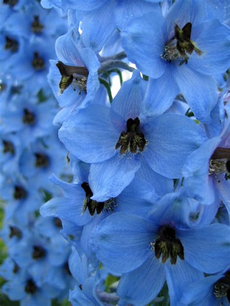 blue annuals thriftyfun