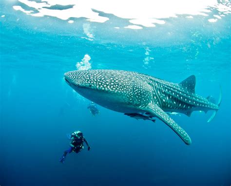 diving  whale sharks