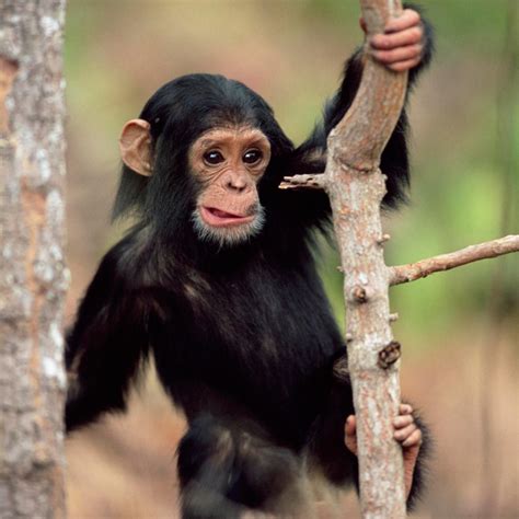 chimpanzee  sale  india shayne upchurch