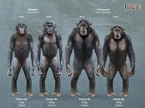 características do chimpanzé inteligência e fotos portal dos animais