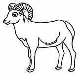 Sheep Bighorn Coloring 612px 01kb sketch template