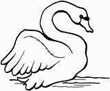 Cisnes Swans Colouring Cisne Bestcoloringpagesforkids sketch template