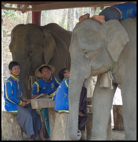 Myanmar Timber Elephant Project Mahout Research