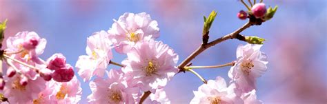 september  cherry blossom season national trust