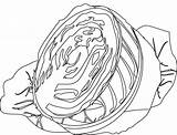 Cabbage Coloring Pages Colouring Half Red Sketch Picolour Template sketch template
