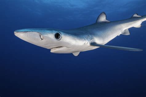 blue shark facts   biology dictionary