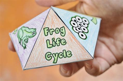 printable frog life cycle interactive spinner top toy idea