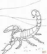 Scorpion Desert Animals Skorpion Scorpions Desierto Einfacher Ausmalbilder Riesenkalmar Tiere Kolorowanki Malvorlagen Supercoloring Kolorowanka Druku Ogle Kalmar Chang Jodi Malvorlage sketch template