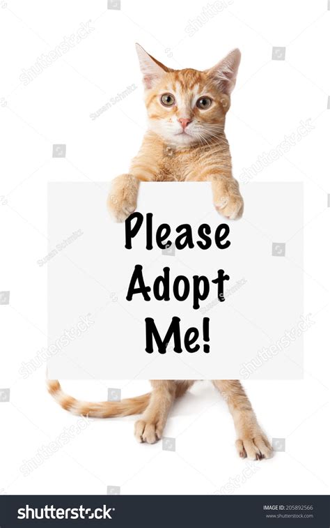 orange kitten standing  holding  sign    adopt  stock photo