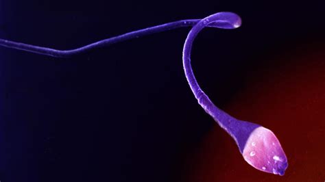 warum es bei sperma keine abstoßungsreaktion gibt welt