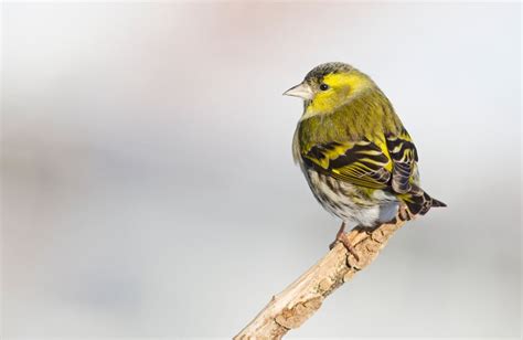 hagefugltelling viser stabilt med fugl  sor og okning  nord birdlife norge