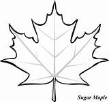 Leaf Maple Coloring Leaves Outline Drawing Pages Sugar Printable Clipart Canadian Fall Template Templates Tree Color Kids Japanese Colouring Clip sketch template