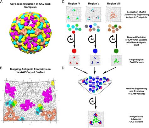 Structure Guided Evolution Of Antigenically Distinct Adeno Associated
