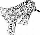 Leopard Coloring Pages Printable Leopards Categories sketch template