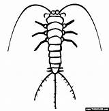 Silverfish Coloring Pages Insect Template Sketch sketch template
