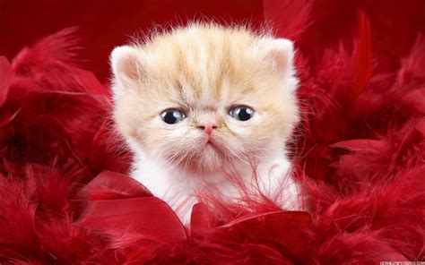 cute cat wallpapers high definition wallpapers high definition backgrounds