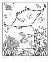 Coloring Ray Manta Pages Sheets Ocean Worksheets Colouring Worksheet Fish Sea Color Coral Animal Crafts Aquarium Underwater Education Books Kindergarten sketch template