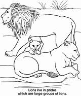 Lion Family Coloring Löwen Ausmalen Ausmalbild Malvorlagen Bilder Pinnwand Auswählen sketch template