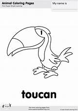 Coloring Toucan Jungle Walking Supersimple Simple Super sketch template