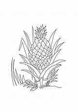 Ripe Pineapple Coloring Categories sketch template