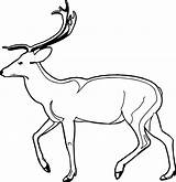 Coloring Antelope Side Walking Wecoloringpage Pages sketch template